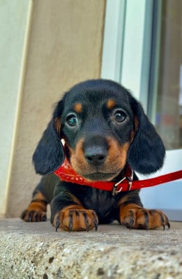 Les chiots de Teckel poil ras