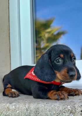 Les chiots de Teckel poil ras