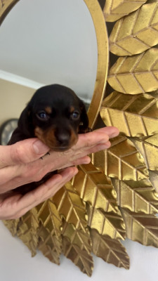 Les chiots de Teckel poil ras