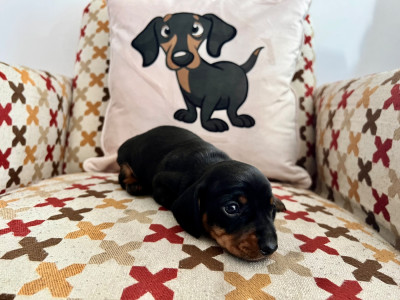 Les chiots de Teckel poil ras