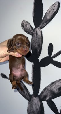 Les chiots de Teckel poil ras