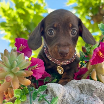 Les chiots de Teckel poil ras