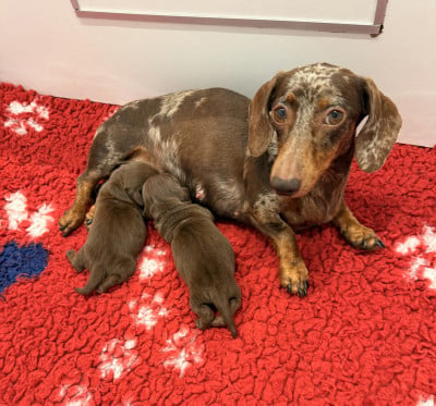 Les chiots de Teckel poil ras