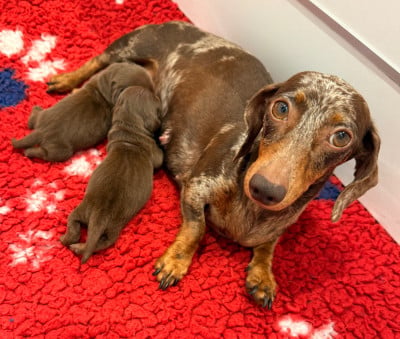 Les chiots de Teckel poil ras
