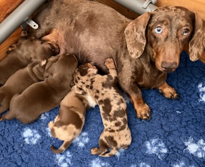 Les chiots de Teckel poil ras