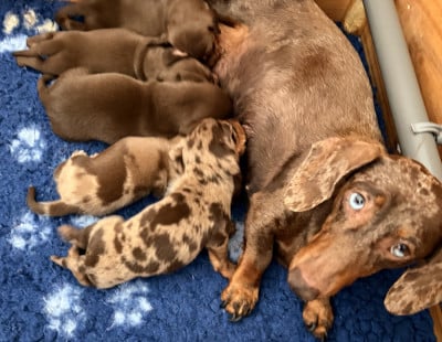 Les chiots de Teckel poil ras