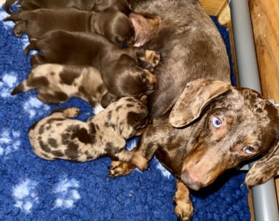 Les chiots de Teckel poil ras