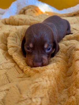 Les chiots de Teckel poil ras