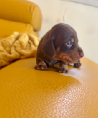 Les chiots de Teckel poil ras