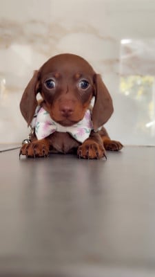 Les chiots de Teckel poil ras