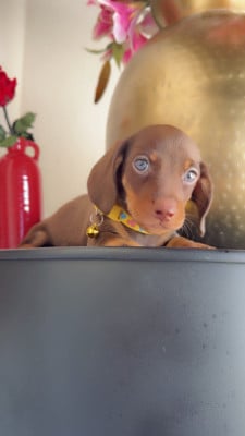 Les chiots de Teckel poil ras