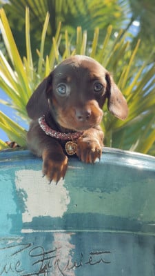 Les chiots de Teckel poil ras