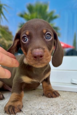 Les chiots de Teckel poil ras