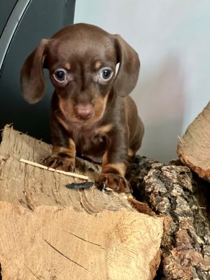 Les chiots de Teckel poil ras