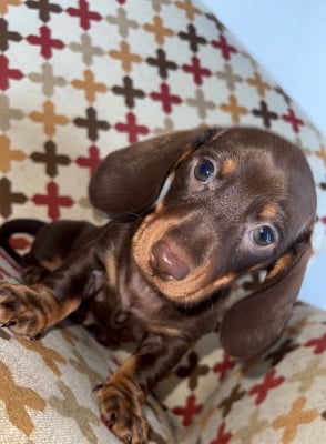 Les chiots de Teckel poil ras