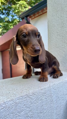 Les chiots de Teckel poil ras