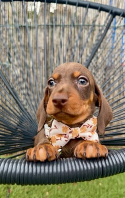 Les chiots de Teckel poil ras