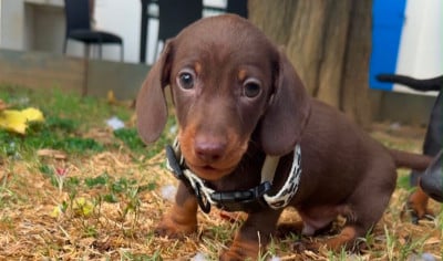 Les chiots de Teckel poil ras