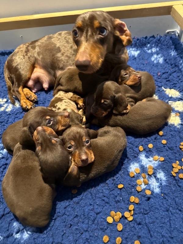 Teckel poil ras - Des Pépites De La Bergerie