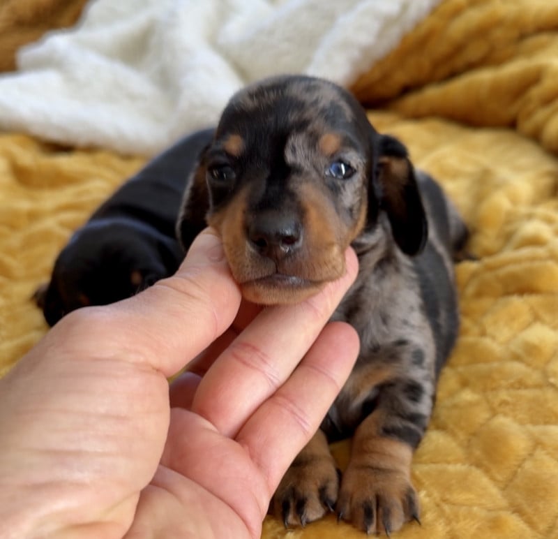 Teckel poil ras - Des Pépites De La Bergerie
