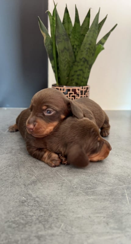 Teckel poil ras - Des Pépites De La Bergerie