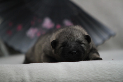 Les chiots de Spitz allemand