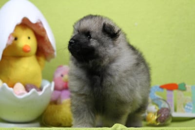 Les chiots de Spitz allemand