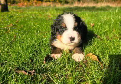Les chiots de Bouvier Bernois