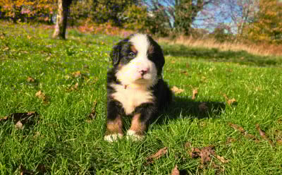 Les chiots de Bouvier Bernois