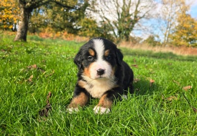Les chiots de Bouvier Bernois