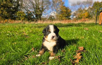 Les chiots de Bouvier Bernois