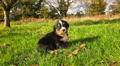 Les chiots de Bouvier Bernois