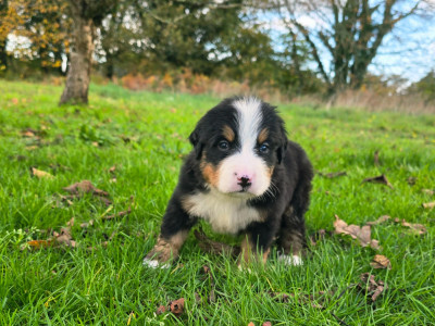 Les chiots de Bouvier Bernois