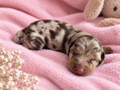 Les chiots de Teckel poil ras