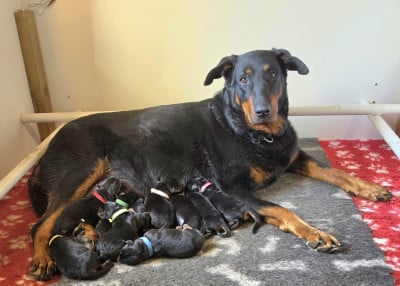 Les chiots de Berger de Beauce