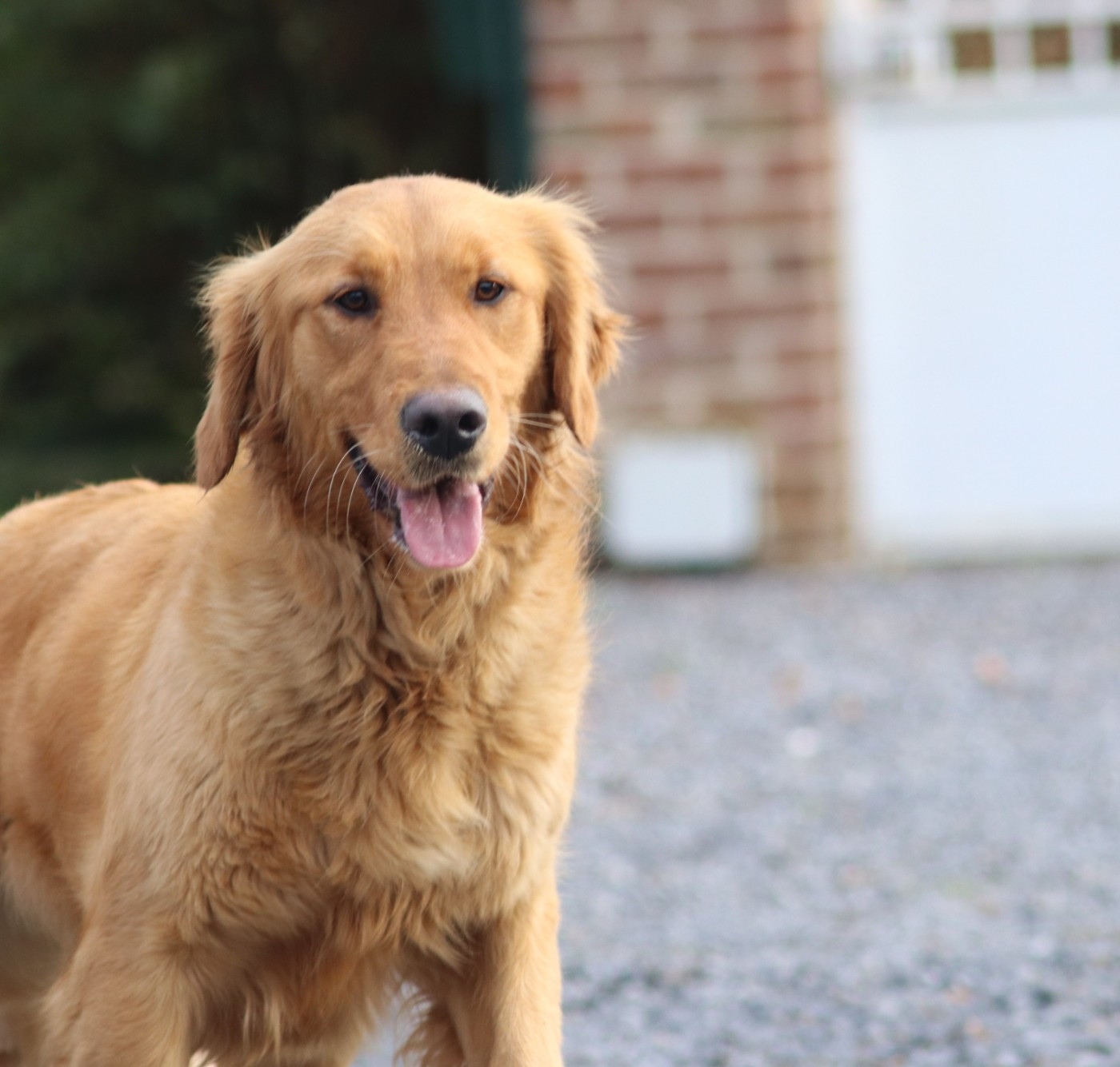 Volga des étoiles de Woodcock