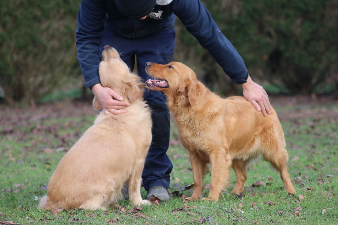 Volga des étoiles de Woodcock