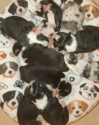 Les chiots de Berger Australien