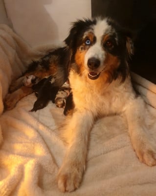 Les chiots de Berger Australien