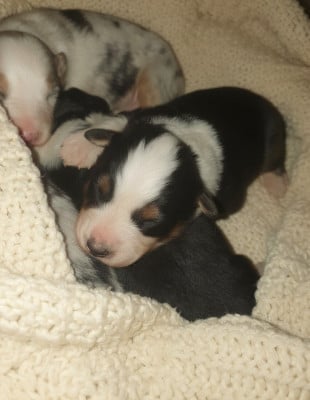 Les chiots de Berger Australien