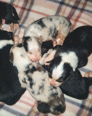 Les chiots de Berger Australien