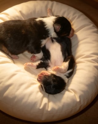 Les chiots de Berger Australien