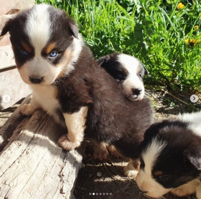 Les chiots de Berger Australien