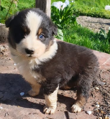 Les chiots de Berger Australien