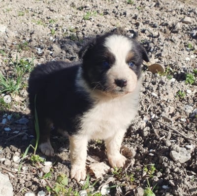 Les chiots de Berger Australien