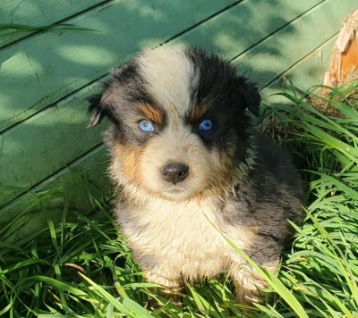 Les chiots de Berger Australien