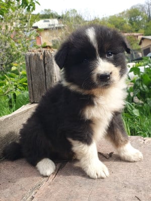 Les chiots de Berger Australien