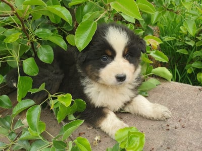 Les chiots de Berger Australien