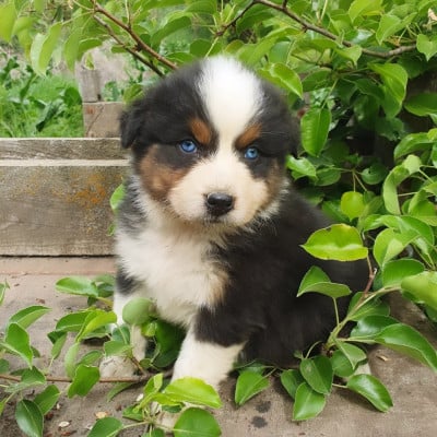 Les chiots de Berger Australien