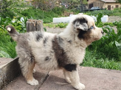 Les chiots de Berger Australien